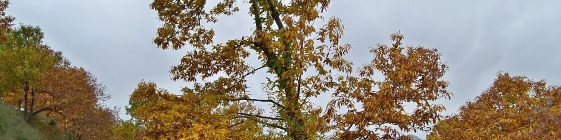 Sweet chestnut (Castanea sativa) near Cartajima, in Serranía de Ronda, Málaga.