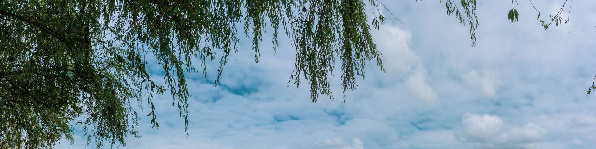 On the banks of the Sorraia River which flows into the Tagus River on the banks of the Sorraia River in Portugal, Ribatejo Region, Santarem, Coruche.