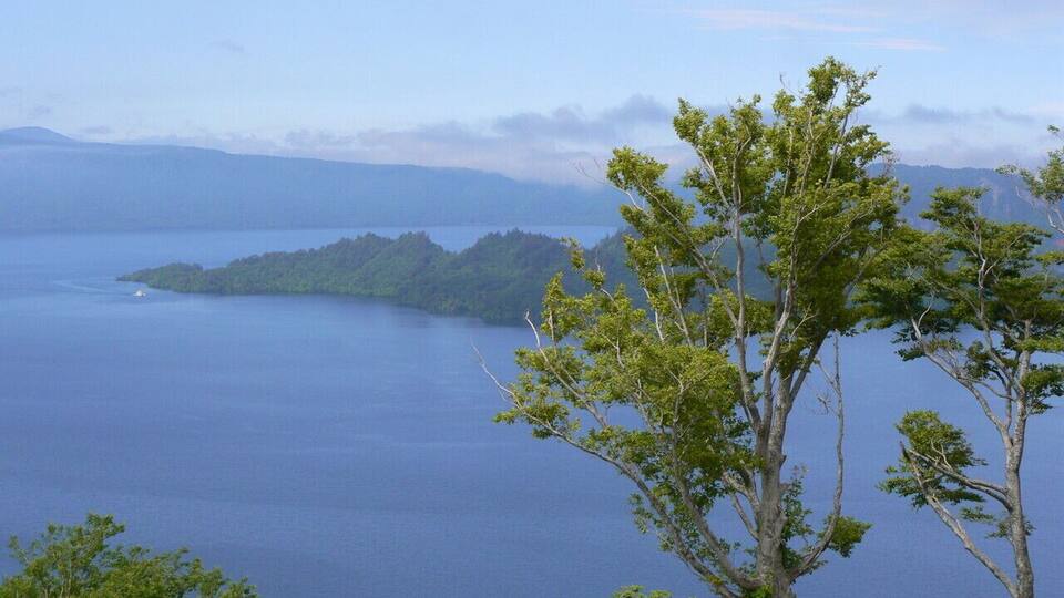 A coastal landscape with a prominent tree in the foreground and a distant island surrounded by water.