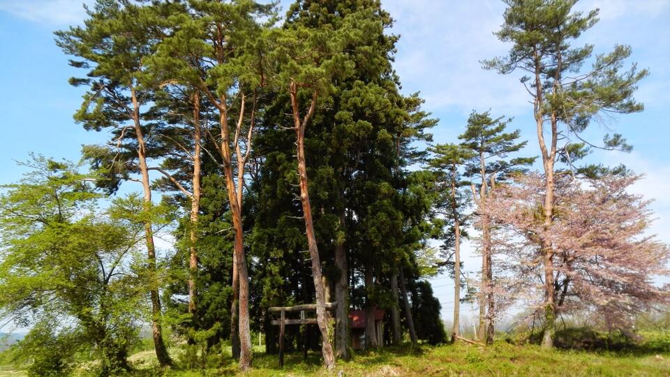 A forest with tall trees and a small wooden structure.