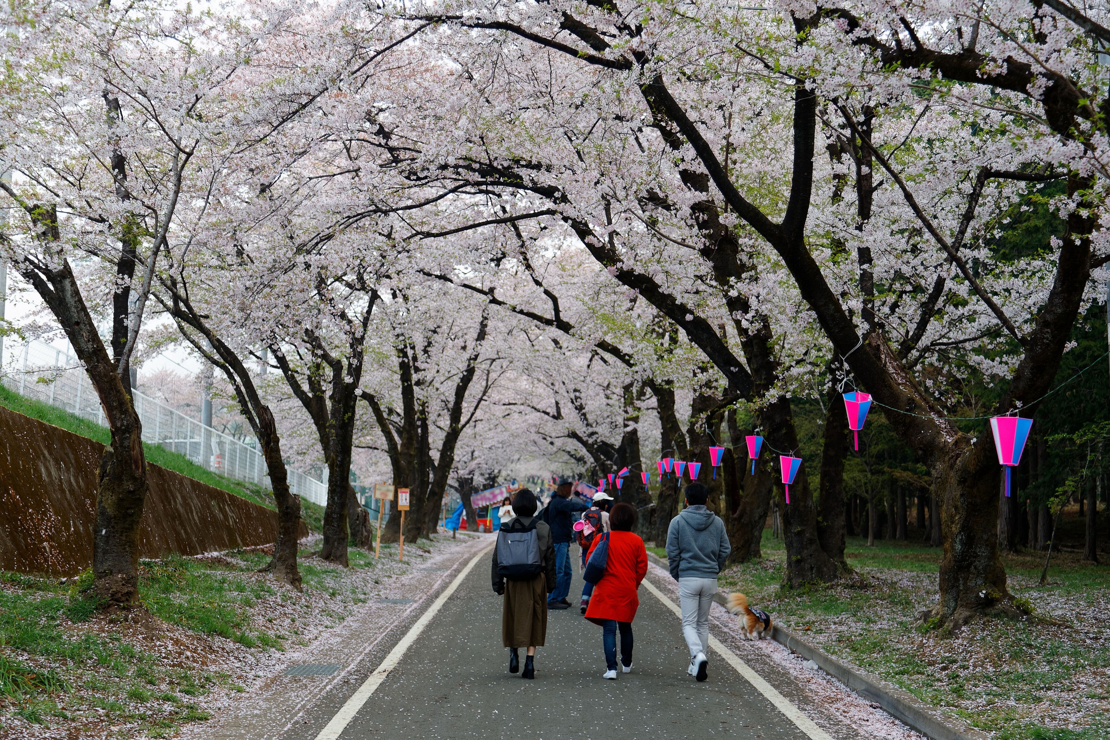 A leisure walk under a romantic archway of Sakura trees on a spring morning in Akaginanmen Senbon-zakura Park, Maebashi, Gunma, Japan ~ Hanami (admiring cherry blossoms) is a popular activity in Japan