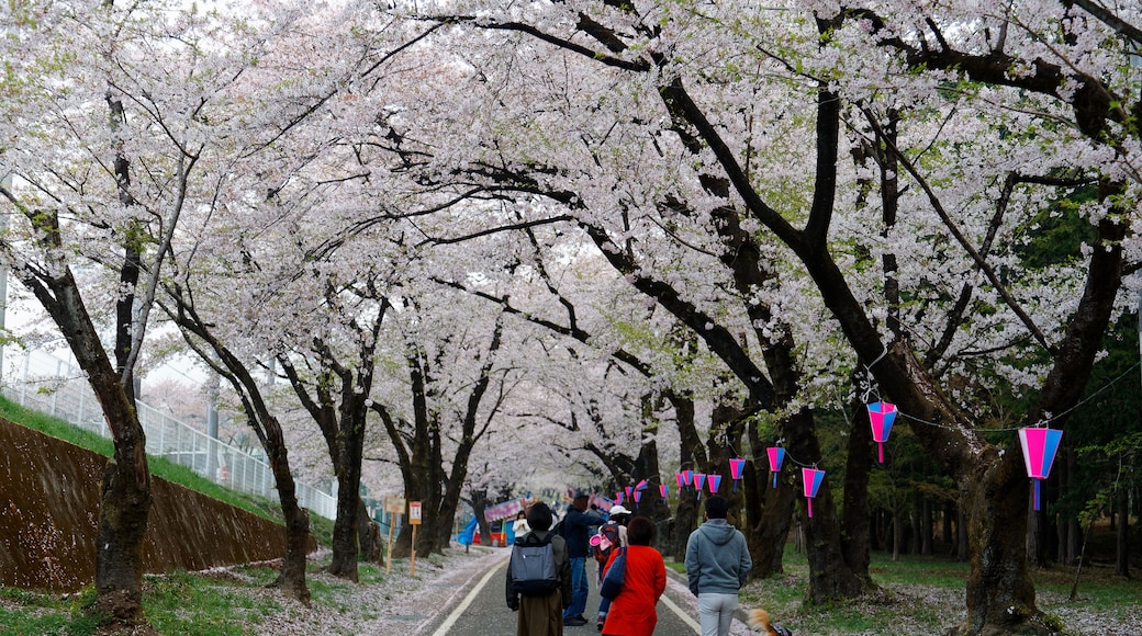 A leisure walk under a romantic archway of Sakura trees on a spring morning in Akaginanmen Senbon-zakura Park, Maebashi, Gunma, Japan ~ Hanami (admiring cherry blossoms) is a popular activity in Japan