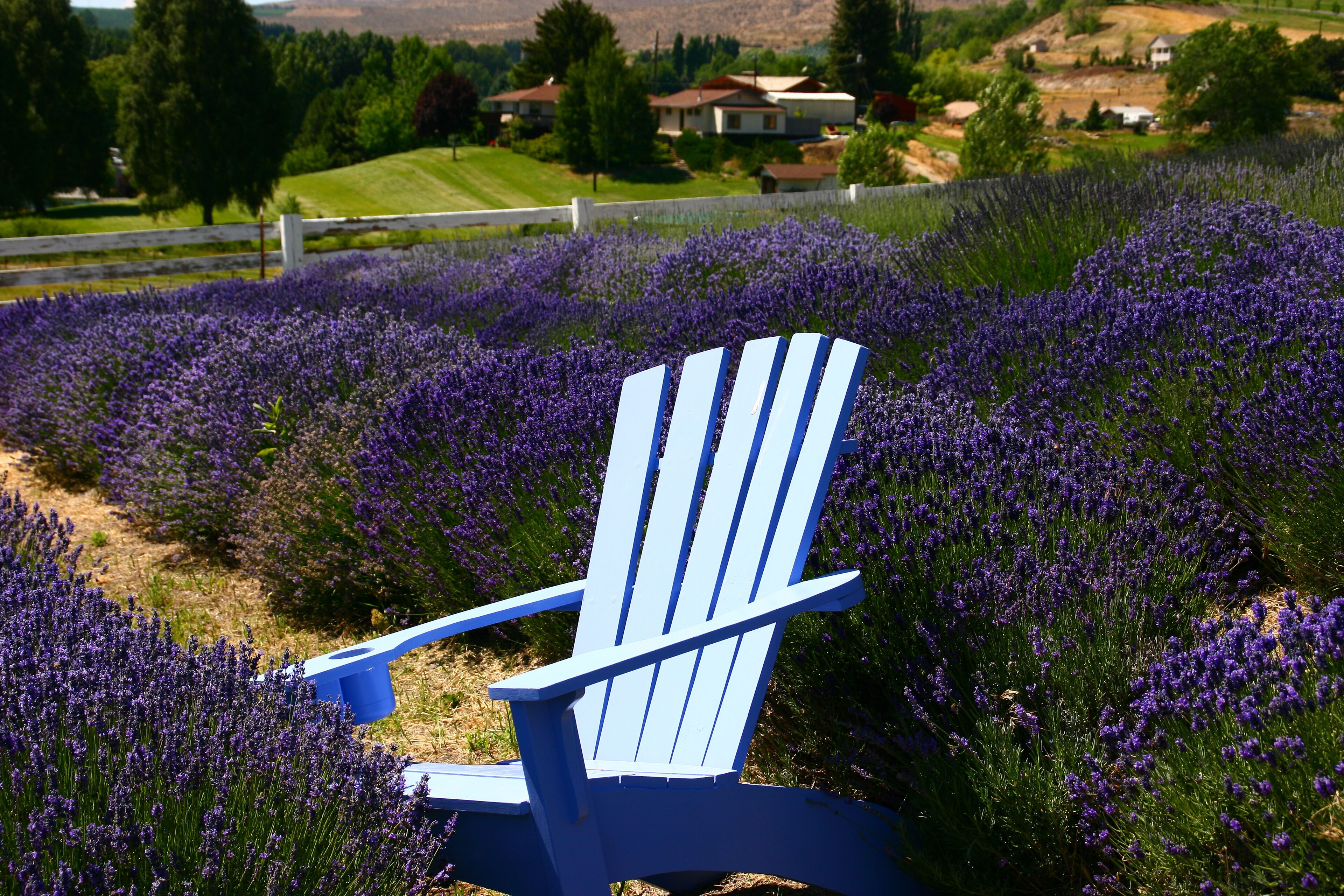 Blue Chair in the Lavender