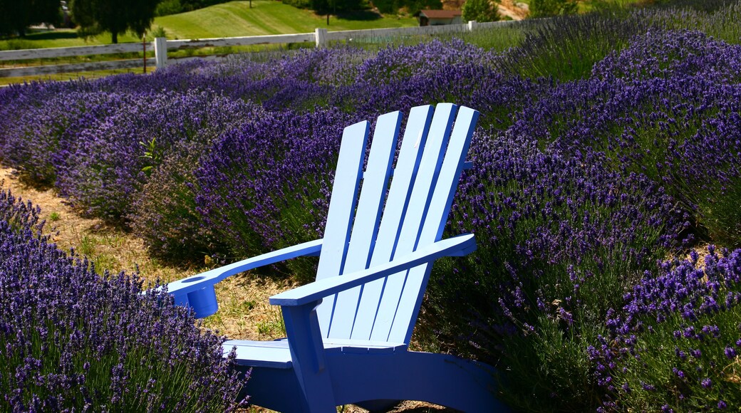 Blue Chair in the Lavender