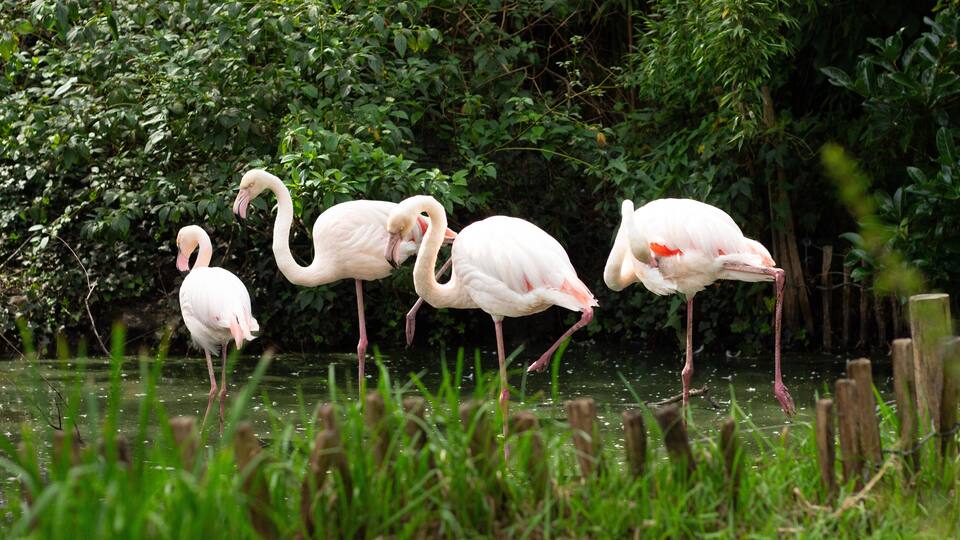 A flock of flamingos in a pond. Beautiful wild bird with long neck and legs. Nature and fauna