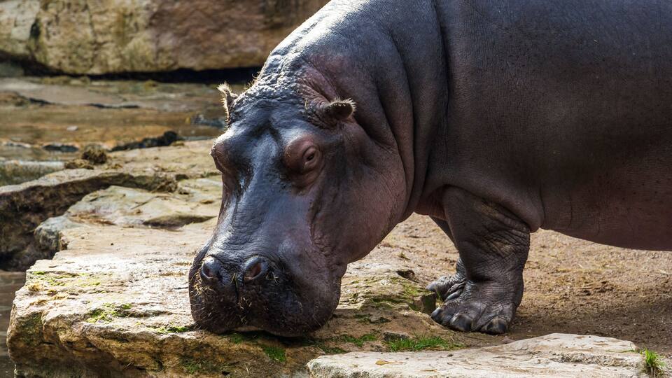 Amneville Zoo, September
