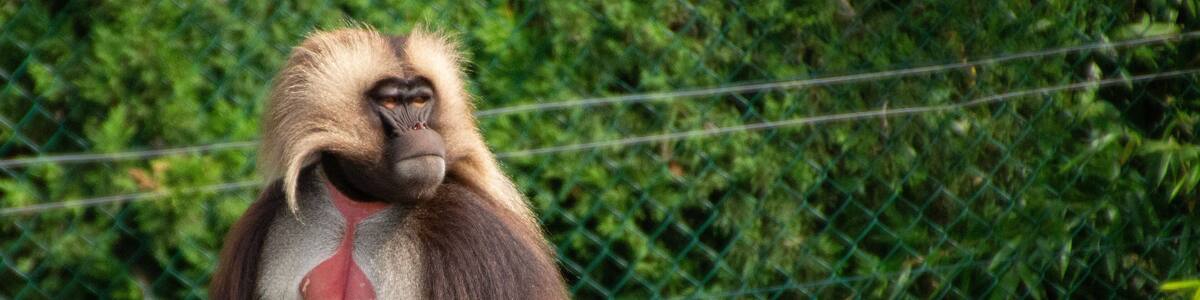 Gelada baboon sits on a stone in the zoo. African mountain monkey. Wild exotic animal. Nature and fauna