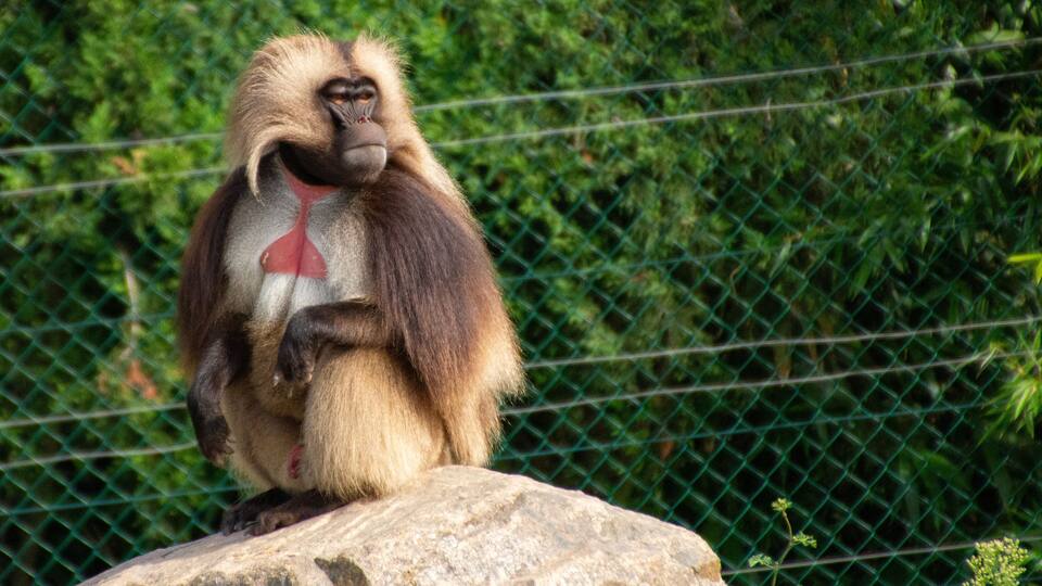 Gelada baboon sits on a stone in the zoo. African mountain monkey. Wild exotic animal. Nature and fauna