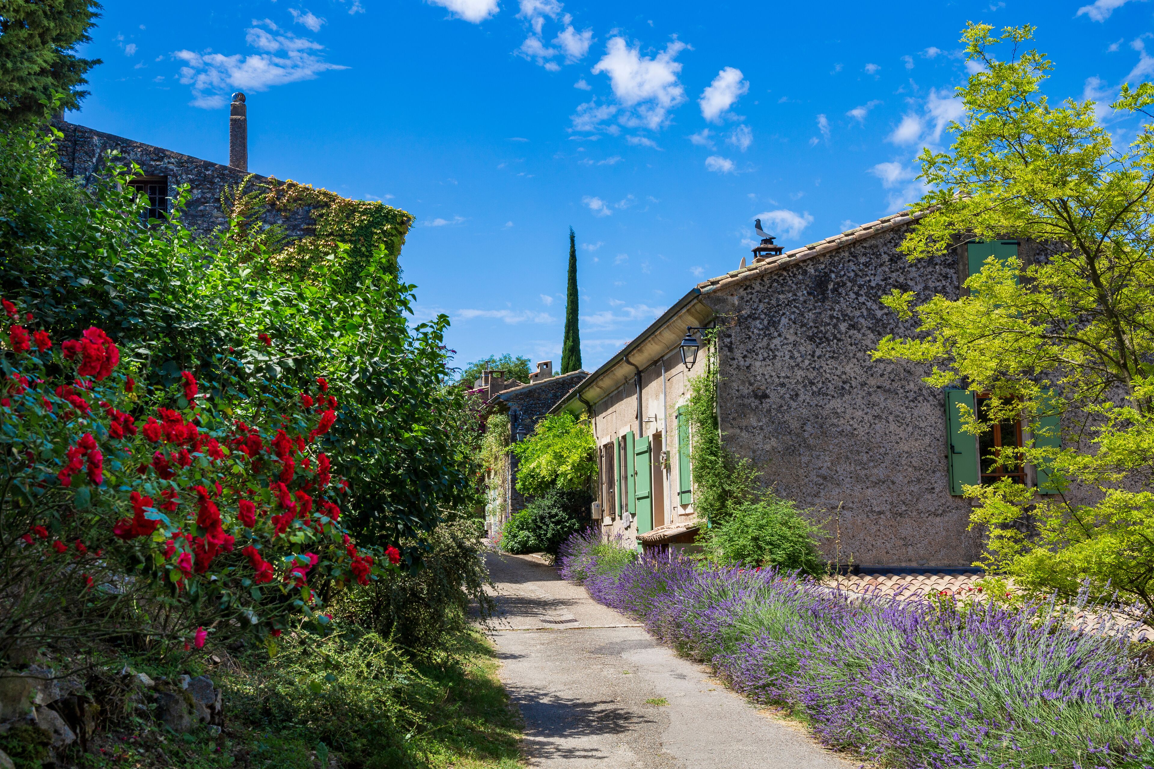 A narrow cobblestone path flanked by lush greenery and flowering plants, leading to traditional stone buildings with green shutters.