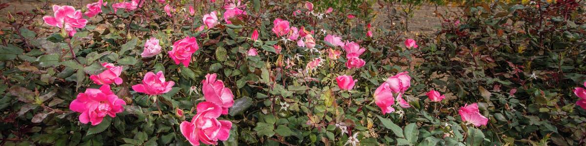 Fall in Oregon wine country is the absolute best time to visit. Brisk mornings and cool afternoons sipping the worlds best Pinot Noir, nothing quite compares to this beautiful region.
#greatoutdoors