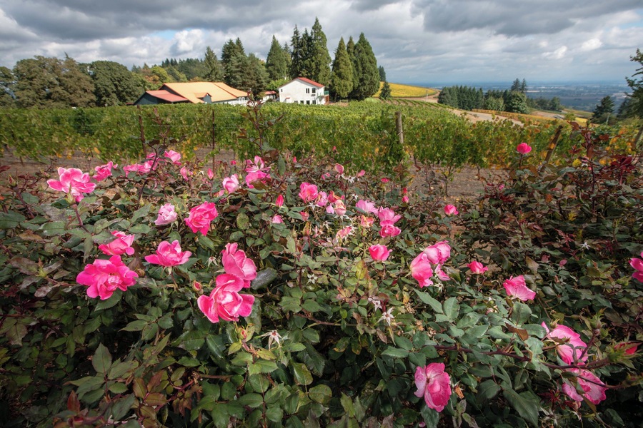 Fall in Oregon wine country is the absolute best time to visit. Brisk mornings and cool afternoons sipping the worlds best Pinot Noir, nothing quite compares to this beautiful region.
#greatoutdoors