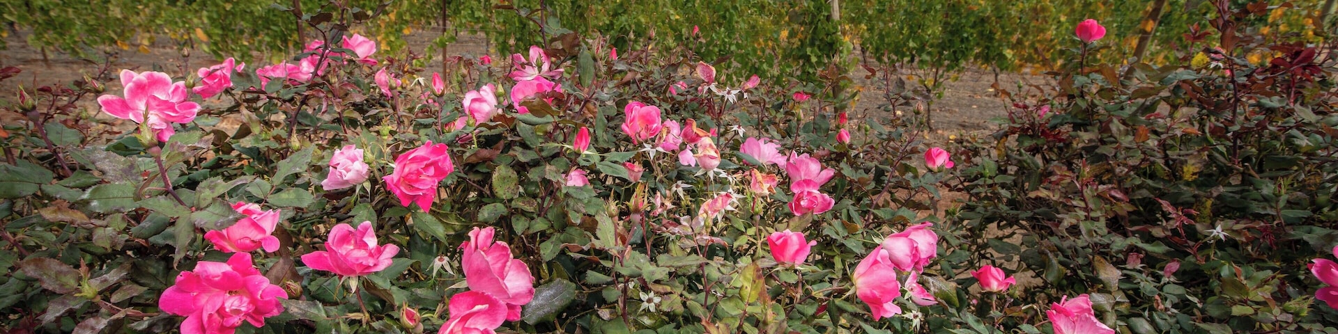 Fall in Oregon wine country is the absolute best time to visit. Brisk mornings and cool afternoons sipping the worlds best Pinot Noir, nothing quite compares to this beautiful region.
#greatoutdoors