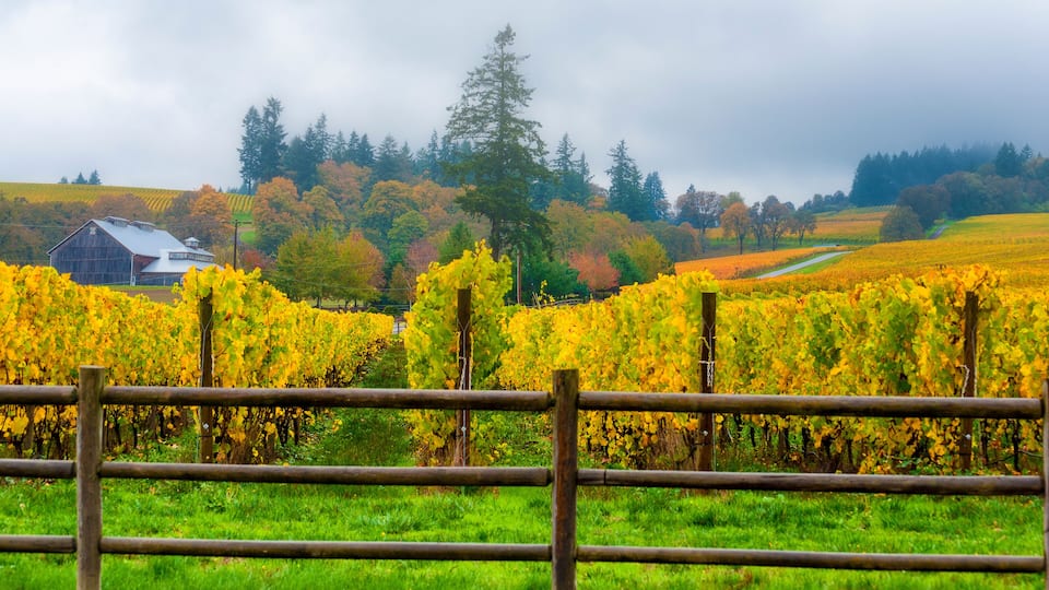 A vineyard with rows of grapevines, a wooden fence, and a building in the background.