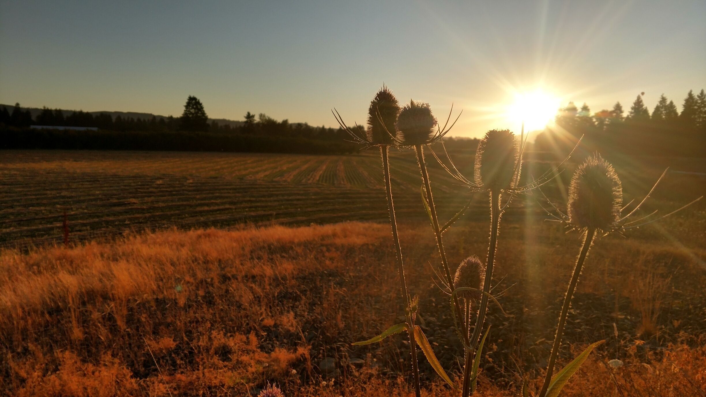 Beautiful surise over the field in Dundee, OR