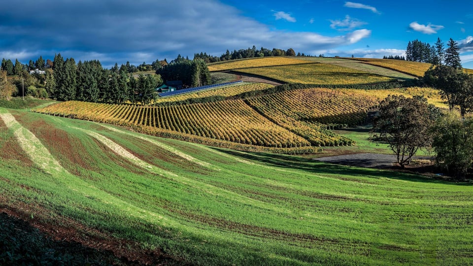Terraced vineyards, rolling hills, and a house in the background.