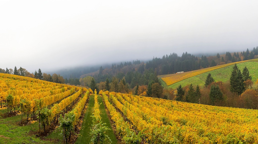 Dundee Oregon Vineyard During Fall Season Panorama