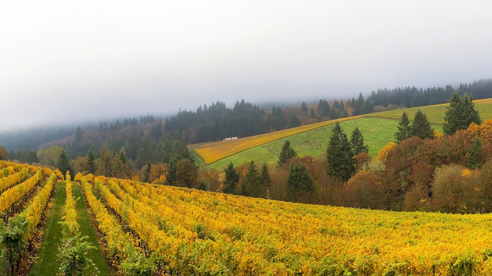 A vineyard with rows of grapevines, rolling hills, and a forested background.