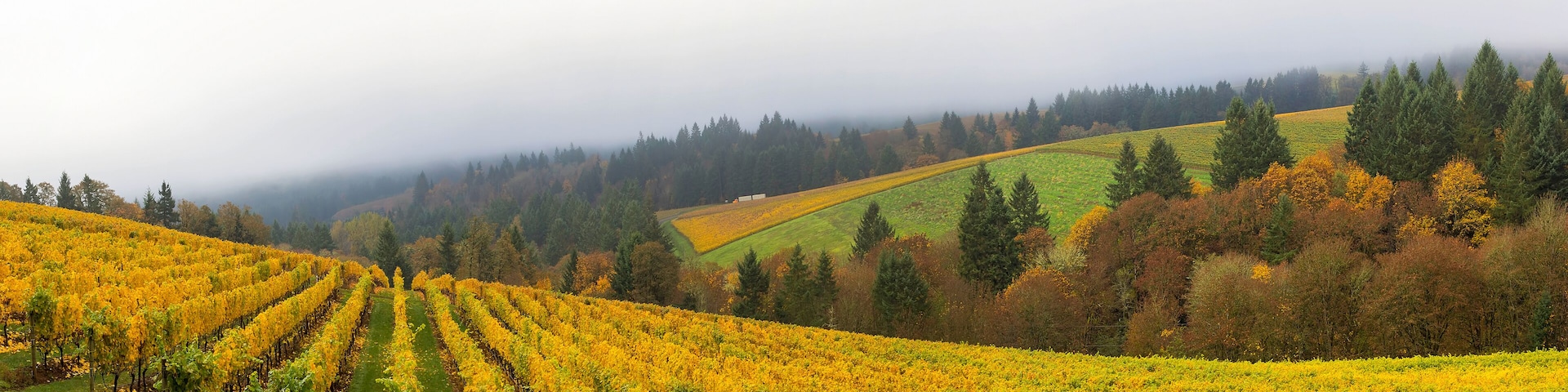 Dundee Oregon Vineyard During Fall Season Panorama