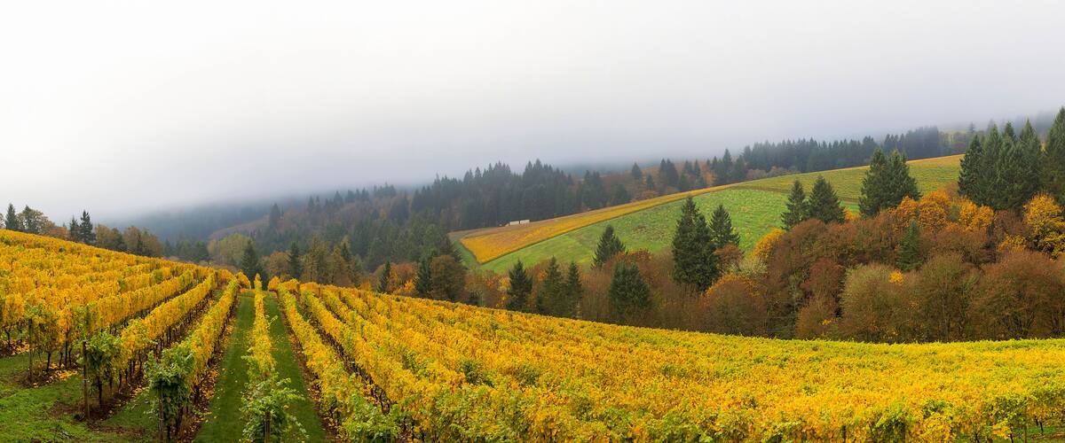 A vineyard with rows of grapevines, rolling hills, and a forested background.