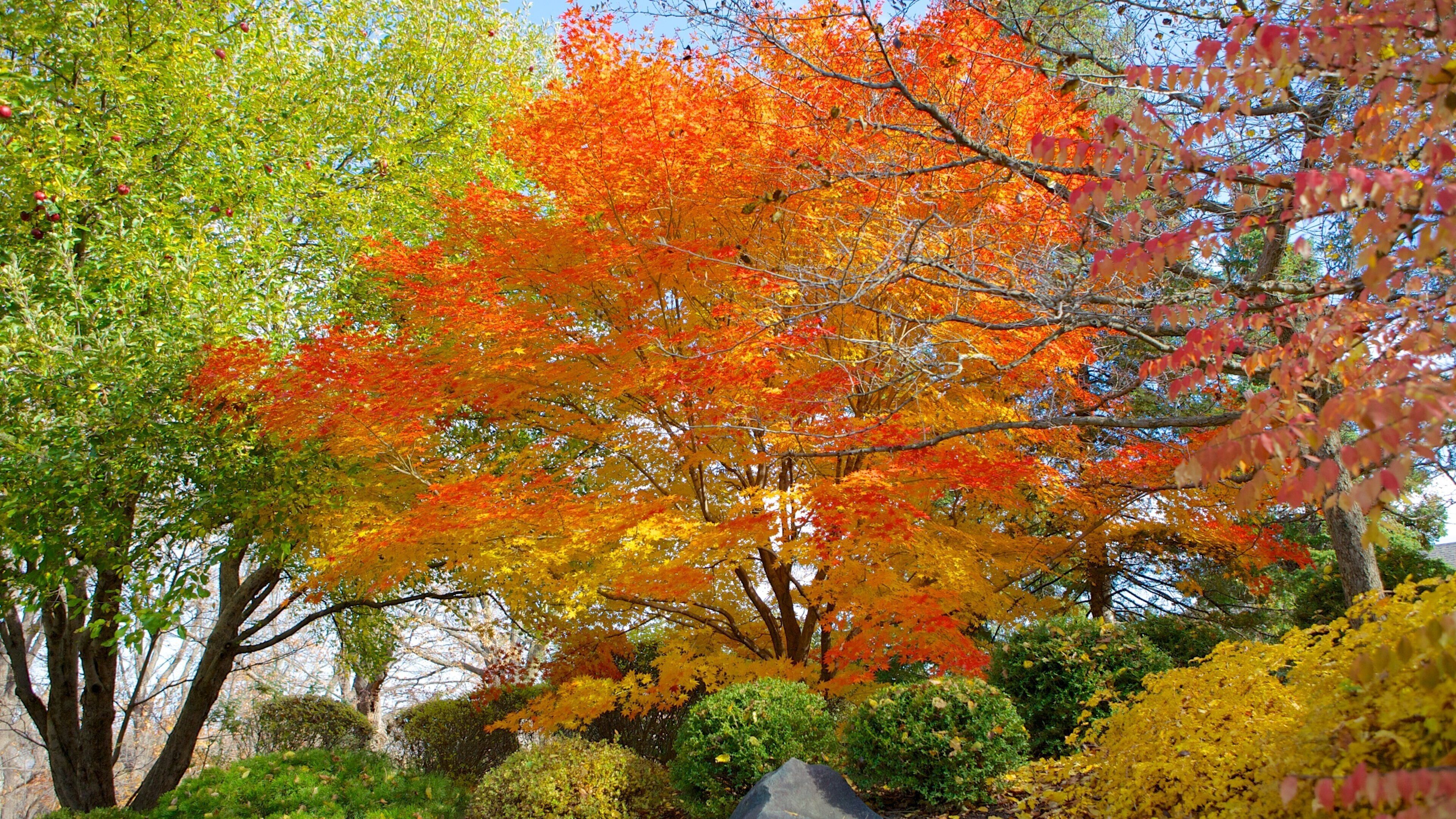 Minnesota Landscape Arboretum featuring a park and fall colors
