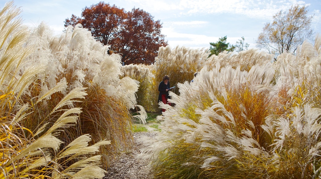 Minnesota Landscape Arboretum johon kuuluu syksyn lehdet, puisto ja maisemat