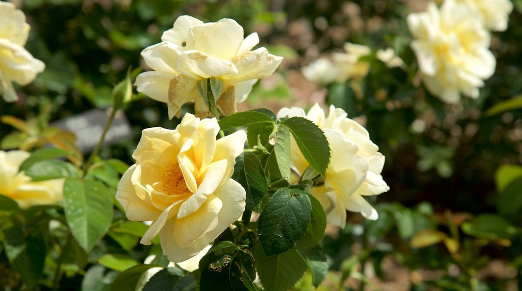 Minnesota Landscape Arboretum