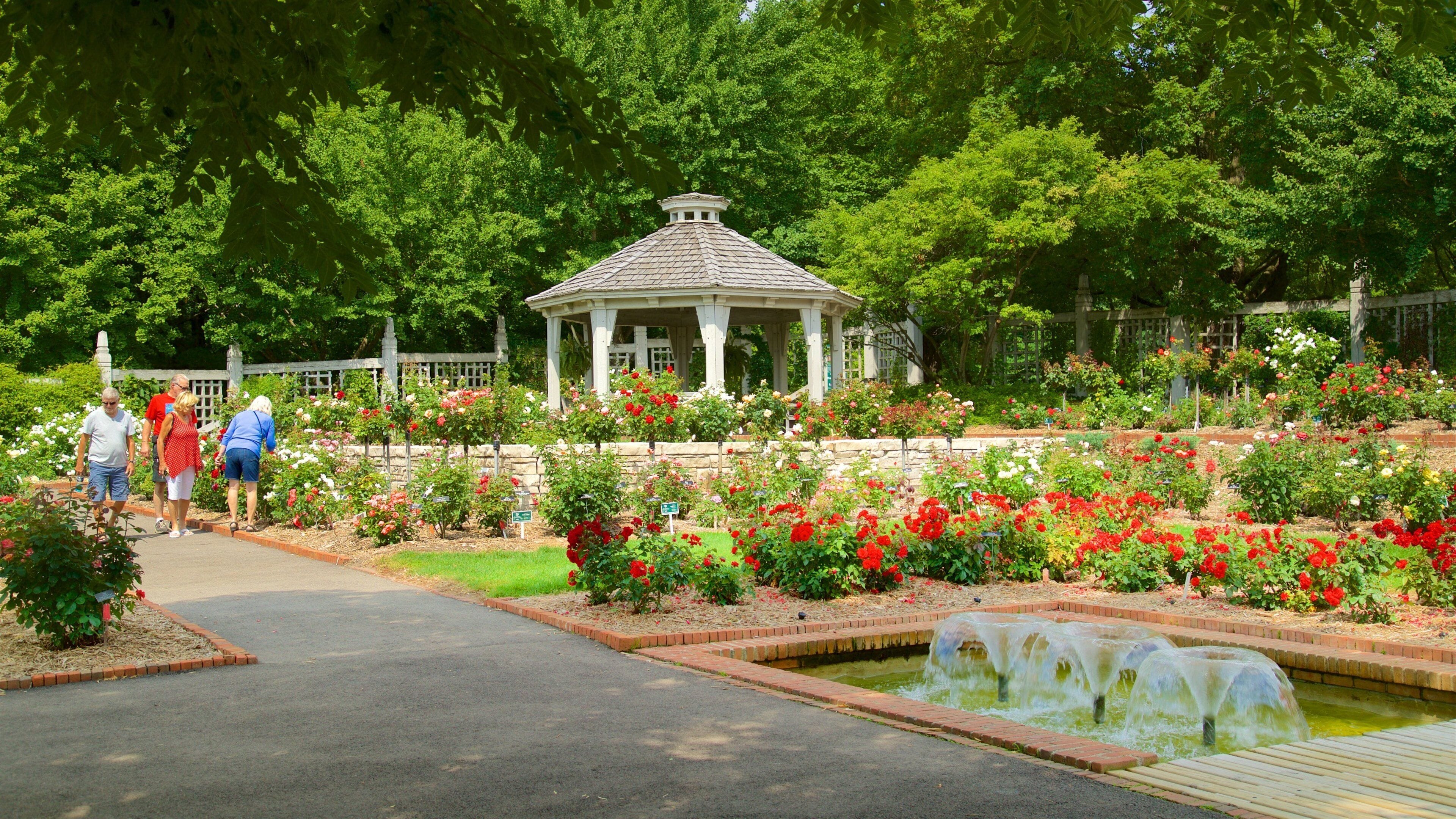A garden with a gazebo, red and white roses, and a small pond.