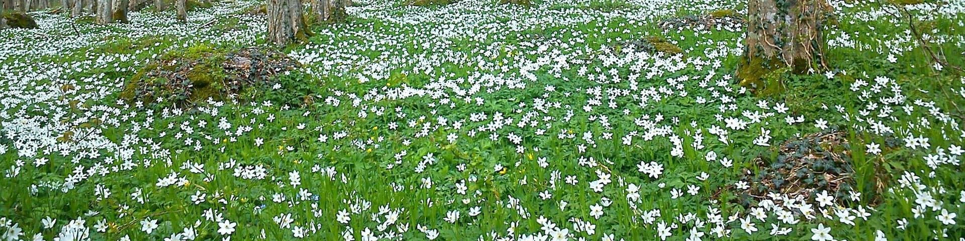 Blåsippa in natural park , Hällevik Sweden