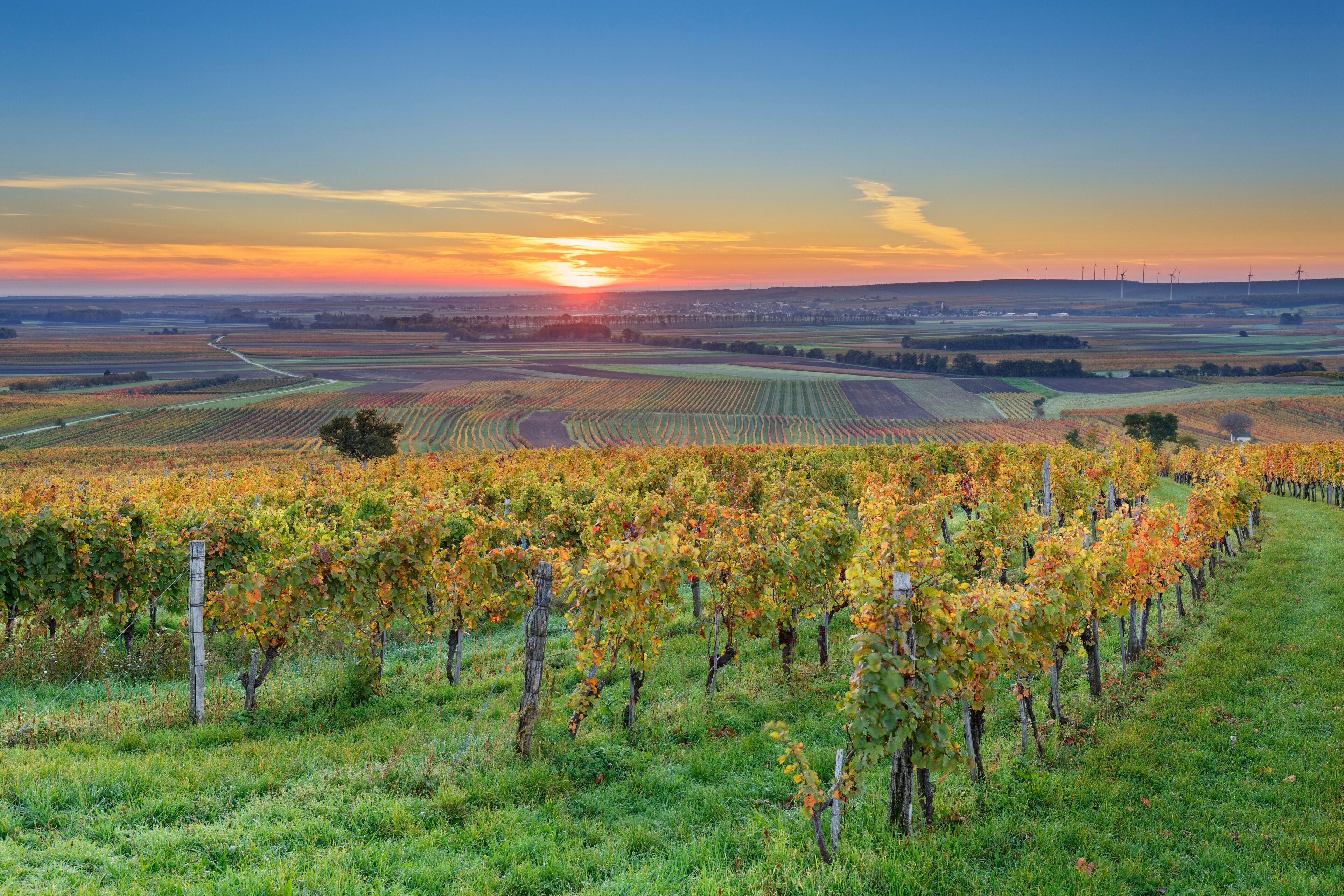 Austria, Burgenland, Oberpullendorf District, near Neckenmarkt, vineyards at sunrise in autumn, View over Deutschkreutz, Blaufraenkischland
