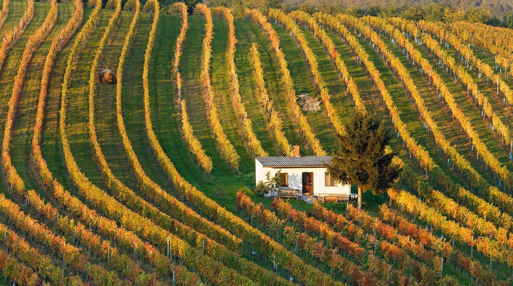 Austria, Burgenland, Oberpullendorf District, Neckenmarkt, vineyard in autumn