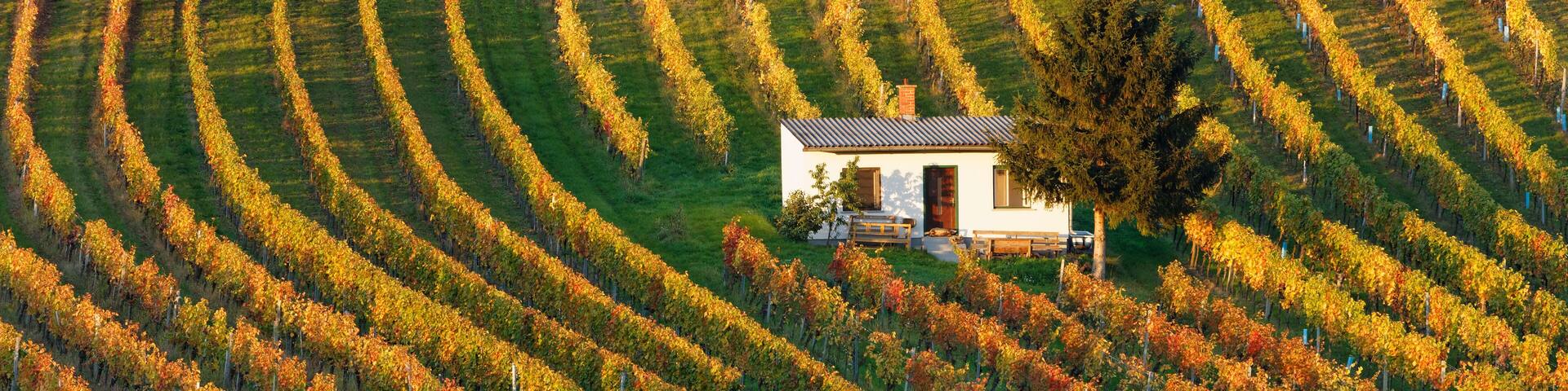 Austria, Burgenland, Oberpullendorf District, Neckenmarkt, vineyard in autumn