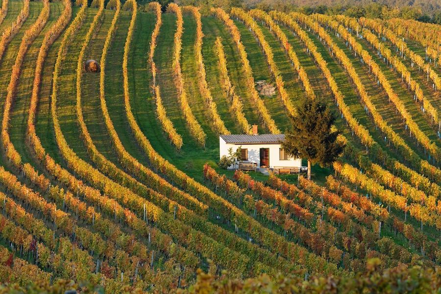 Austria, Burgenland, Oberpullendorf District, Neckenmarkt, vineyard in autumn