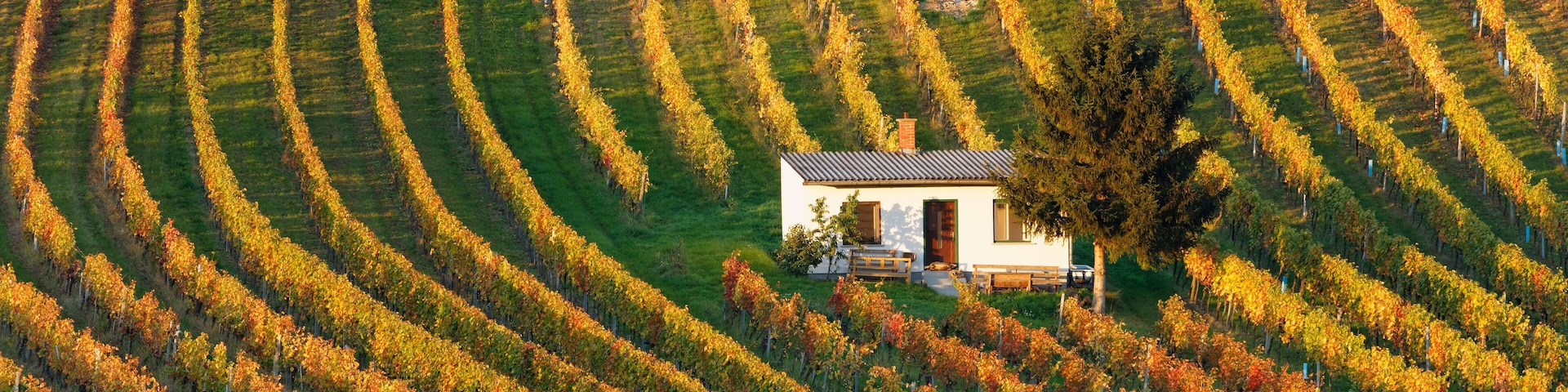 Austria, Burgenland, Oberpullendorf District, Neckenmarkt, vineyard in autumn