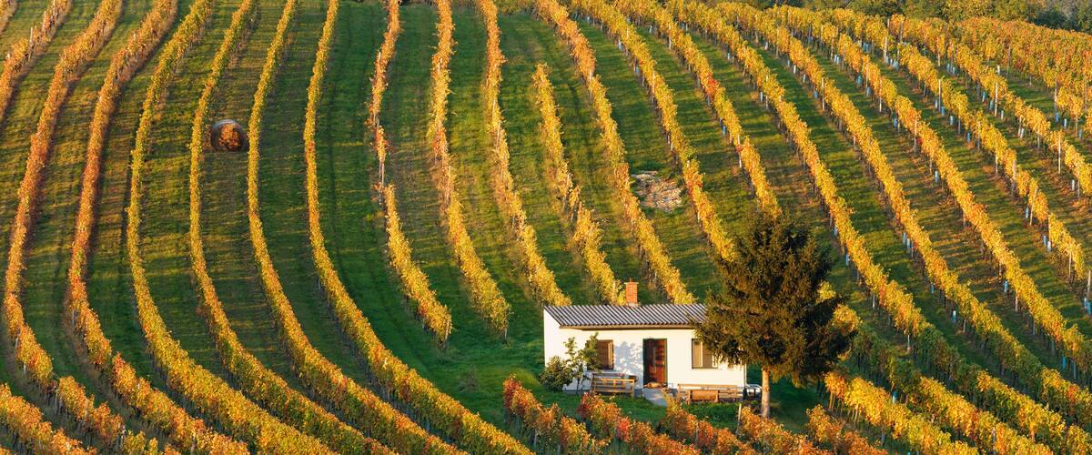 A vineyard with rows of grapevines and a small house in the center.