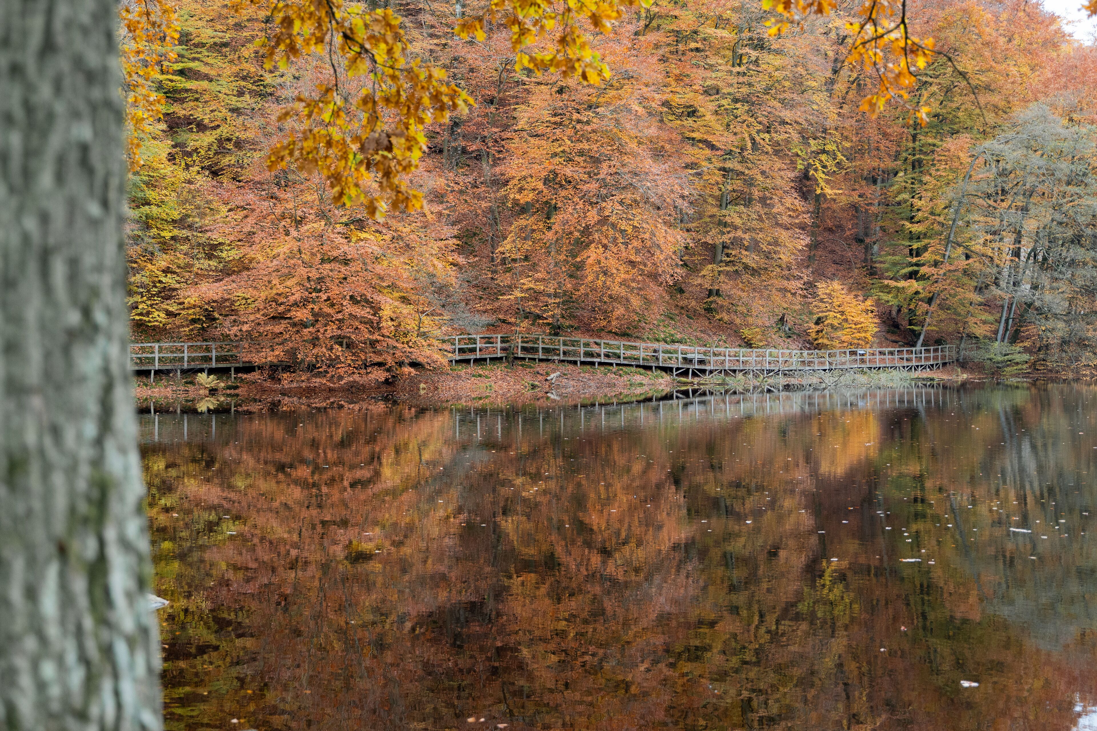 S?der?sen national park during autumn in southern Sweden. Nature background.