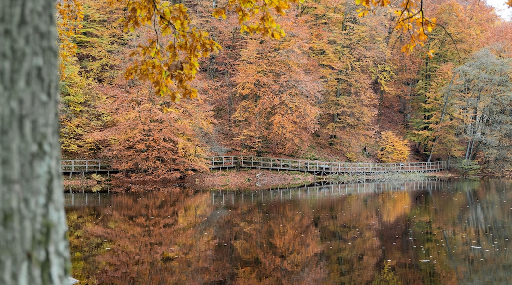 S?der?sen national park during autumn in southern Sweden. Nature background.