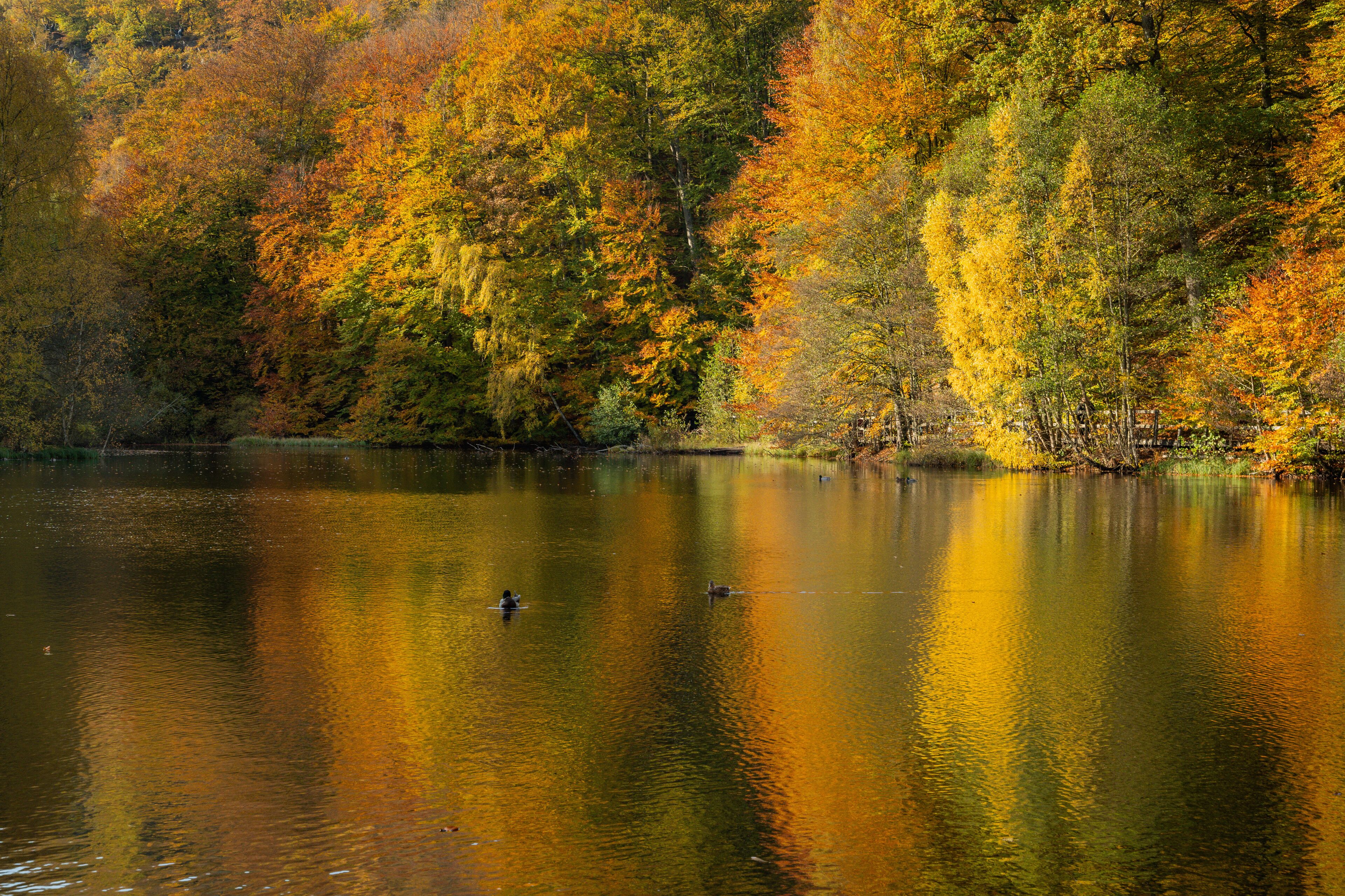 Soderasen national park (Skaralid) during autumn in southern Sweden. Nature background.