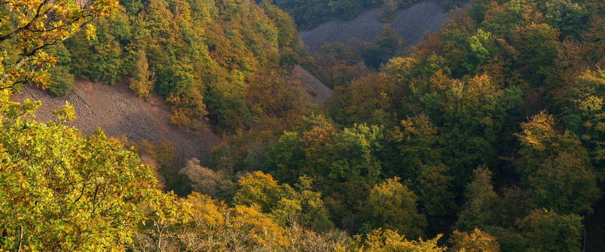 A forested valley with autumn foliage, a river, and distant cityscape.