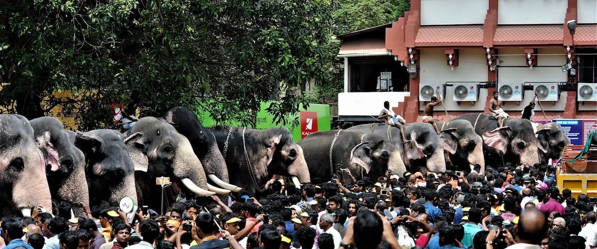 Thrissur pooram. The tuskers getting ready for the festival