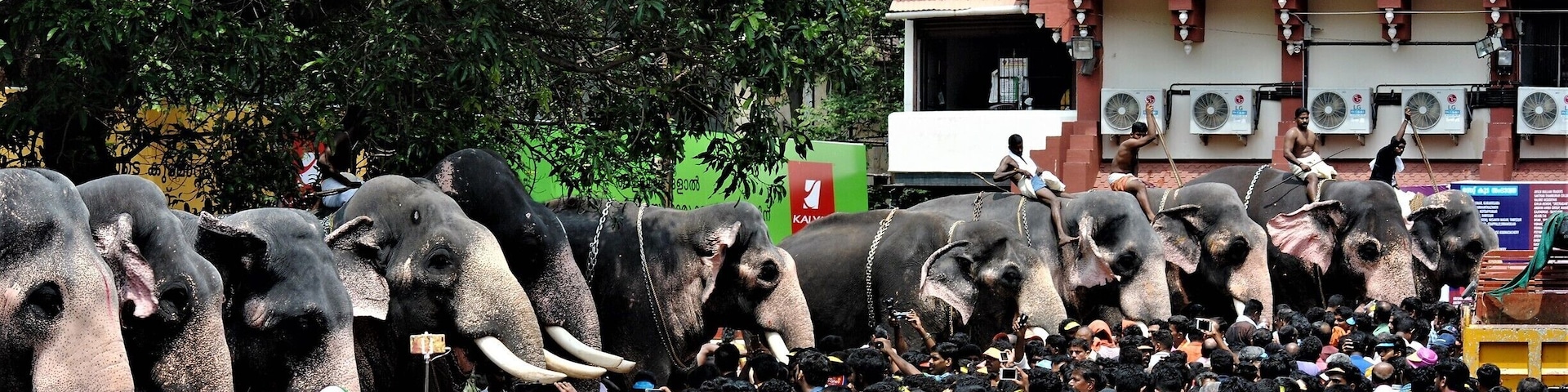 Thrissur pooram. The tuskers getting ready for the festival