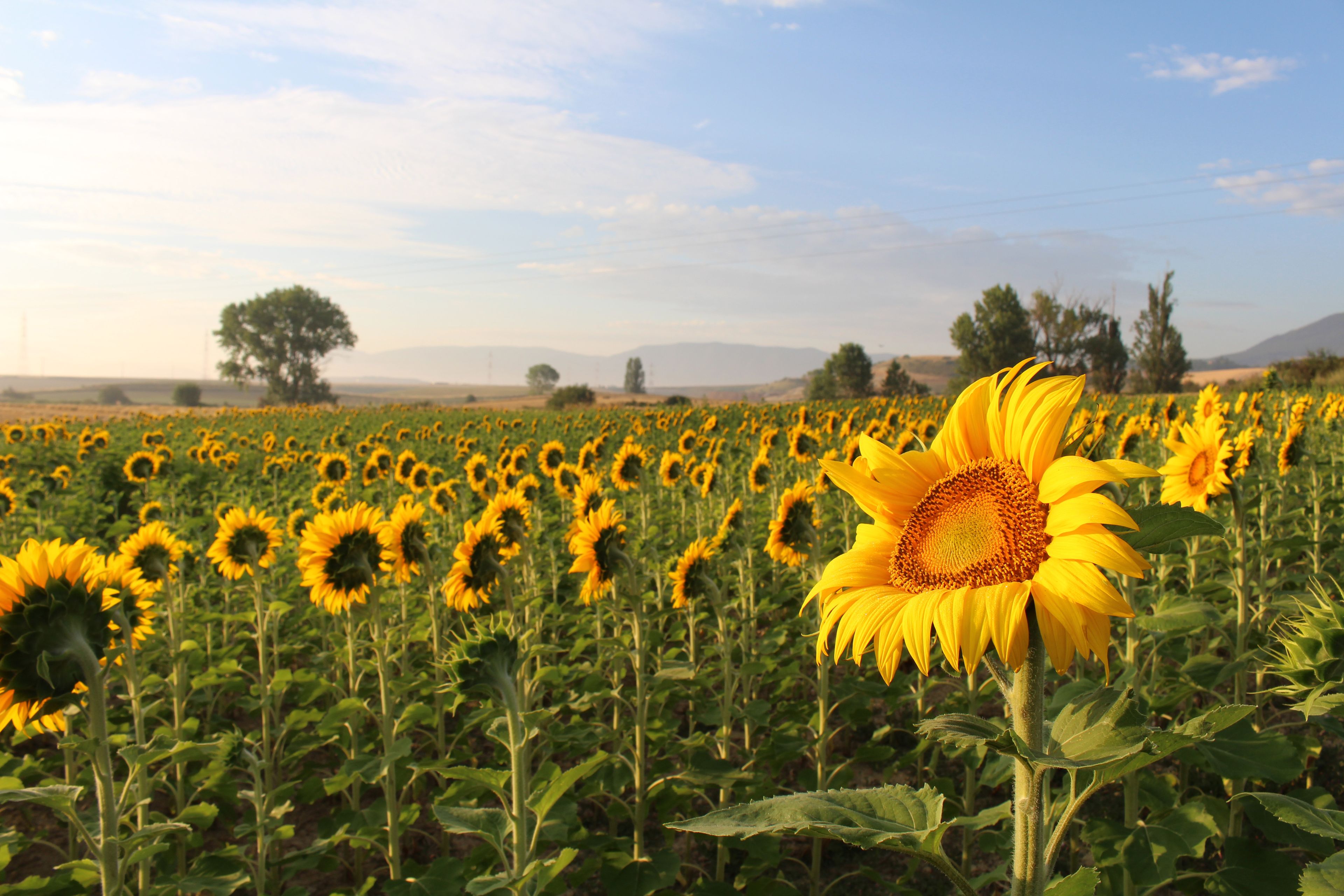 Sunflower farm in Galar, Navarra Spain July 2024