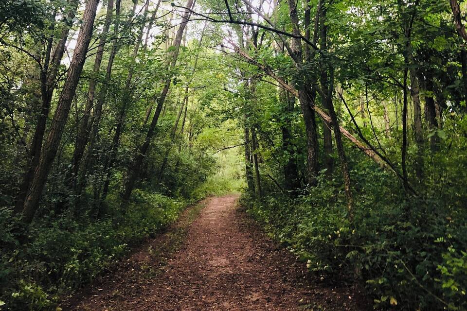 A forest path surrounded by dense green foliage and tall trees.