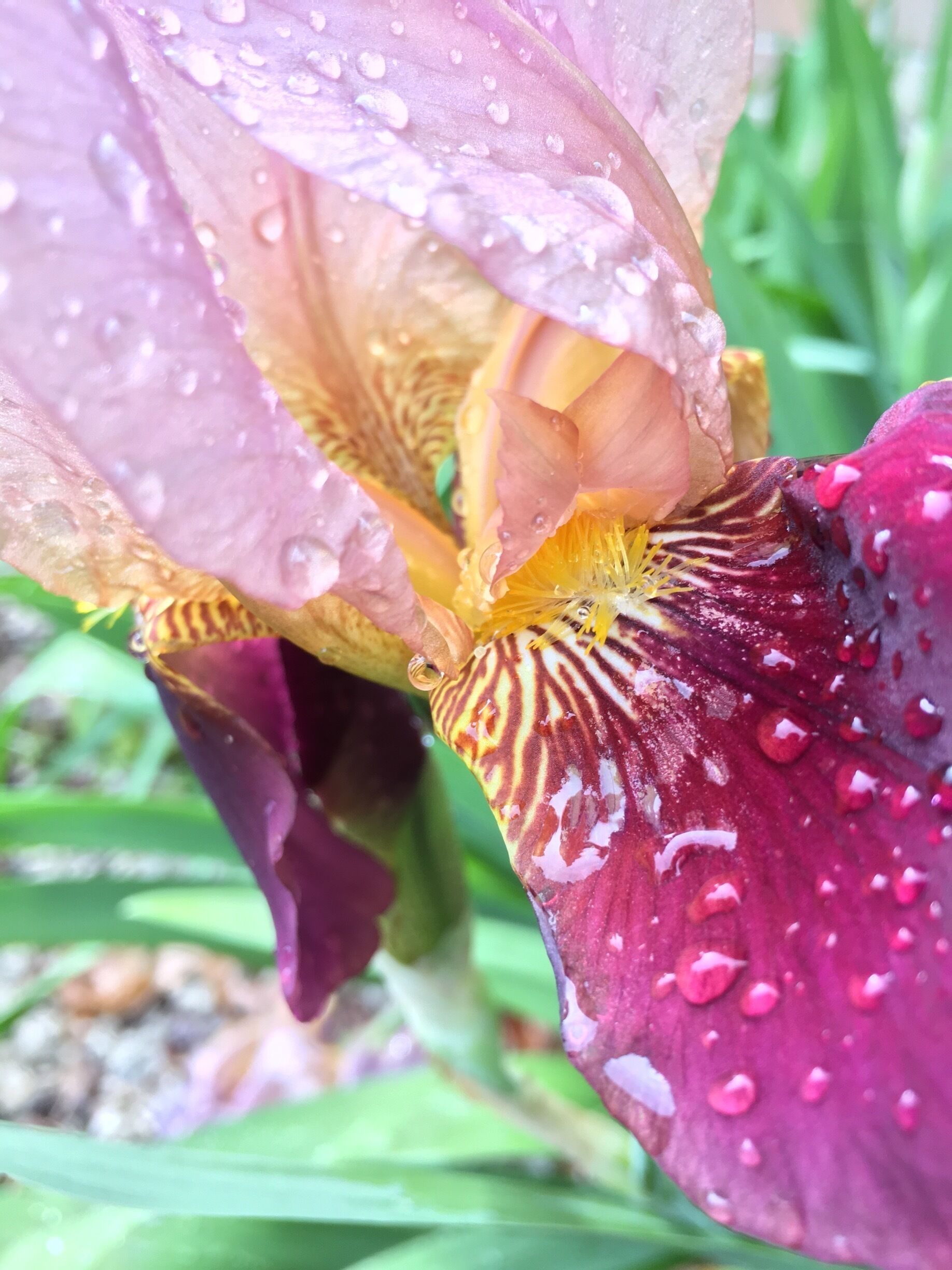 A close-up of a flower with water droplets, featuring a mix of pink and purple petals with yellow and red patterns.