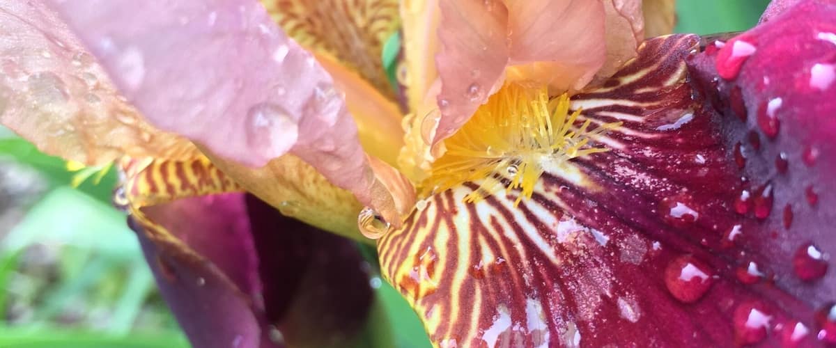 A close-up of a flower with water droplets, featuring a mix of pink and purple petals with yellow and red patterns.