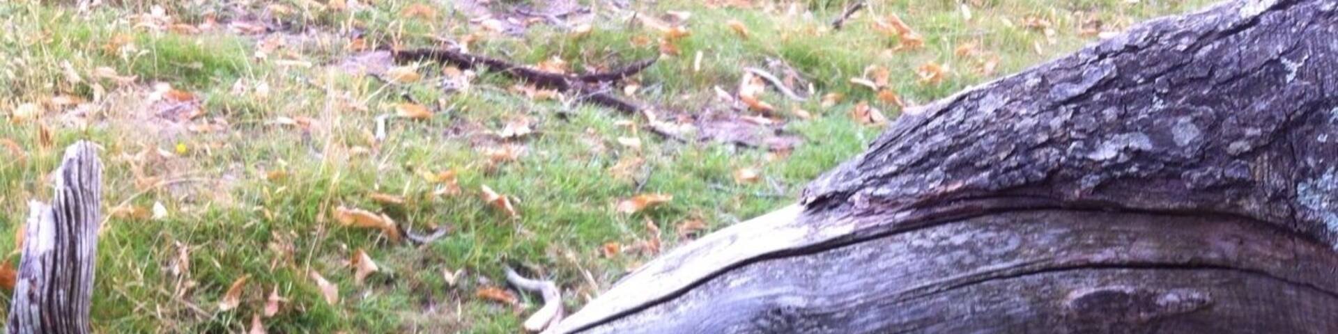 Taken on my walk yesterday. Looks just like a fish.