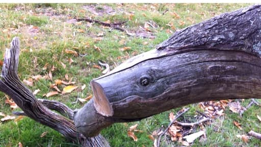 Taken on my walk yesterday. Looks just like a fish.