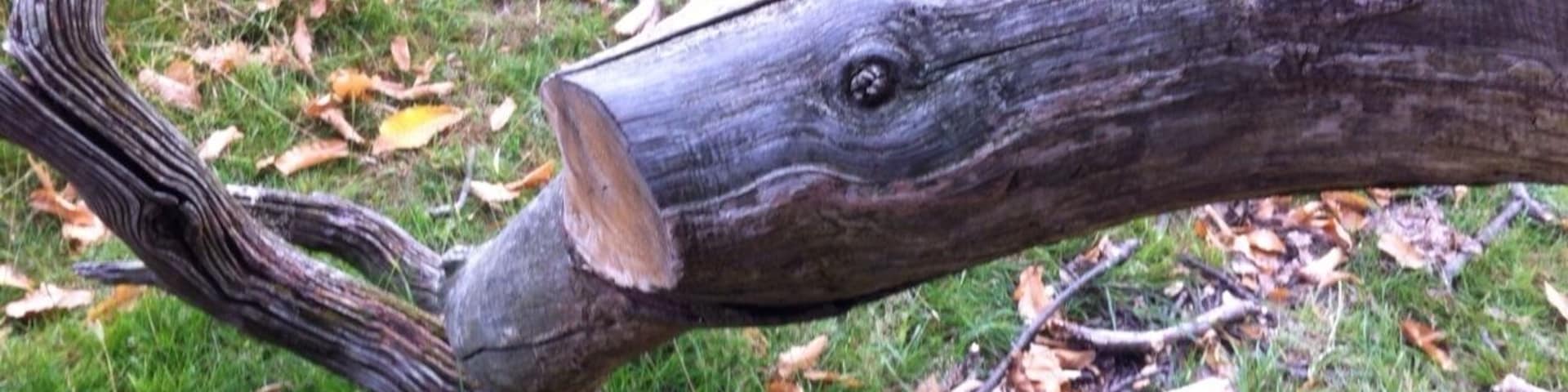 A fallen tree with a visible knot and a protruding root system.