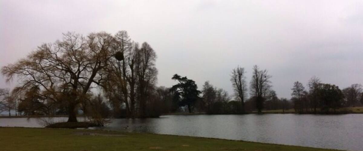 A lake with trees and a grassy area.