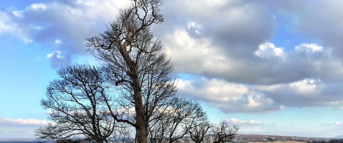 Petworth Park and House are managed by the National Trust. The House contains a large fine art collection but admission to the park is free and has beautiful views over the South Downs. Go in by the north gated entrance on the A283 and see the wild deer.