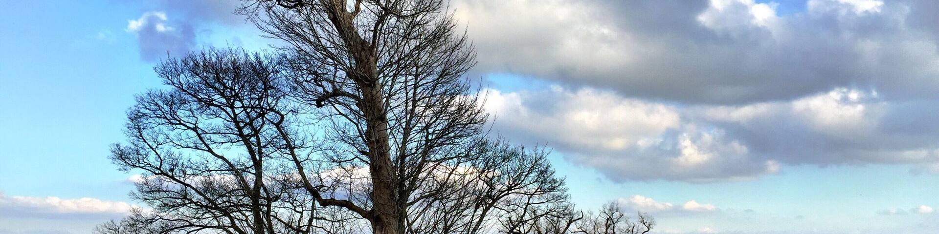 Petworth Park and House are managed by the National Trust. The House contains a large fine art collection but admission to the park is free and has beautiful views over the South Downs. Go in by the north gated entrance on the A283 and see the wild deer.